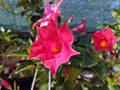 Flowering pink red Mandevilla rose Dipladenia