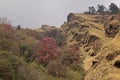 Flowering pink rhododendron in the Annapurna Conservation Area.