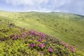 Flowering pink rhododendron on the mountain slopes, beautiful panoramic landscapes and fantastic views