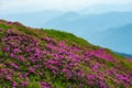 Flowering pink rhododendrons on green slopes Royalty Free Stock Photo