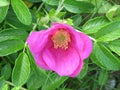 Flowering Pink Rose Hip Blossoms in a Garden