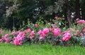 Flowering pink roses in the garden