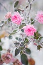 Flowering pink roses under the snow, vintage, pastel colors