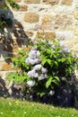 Flowering pink shrub against a lime stone wall