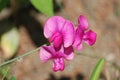 Flowering Pink Sweet Pea Vine with Blossoms Royalty Free Stock Photo