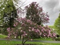 Pink Magnolias #2