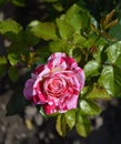 Flowering Pink and White Abracadabra Rose Plant Royalty Free Stock Photo