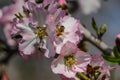 Flowering pink and white almond trees with small bee Royalty Free Stock Photo