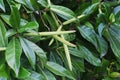 Flowering plant of Adenium obesum. Royalty Free Stock Photo