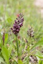 Flowering plant (Anacamptis coriophora subsp. fragrans) close-up in natural habitat