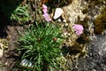 Flowering plant Armeria alpina