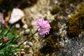 Flowering plant Armeria alpina