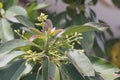 flowering plant Avocados tree, a flowering tree.