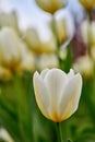 Flowering plant beginning to open up and bloom in a backyard garden outside. Flowers flourishing and brightening a field Royalty Free Stock Photo