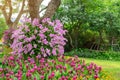 Flowering plant blossom garden, Pink Dendrobium hybrid orchid climbing on the tree and pink Siam tulip or Summer tulips blooming