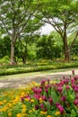 Flowering plant blossom in garden, Pink Siam tulip or Summer tulips and colorful flower blooming under greenery trees, the walkway