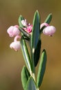 Flowering plant bog-rosemary (Andromeda polifolia