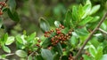 Flowering plant in the buckthorn family Rhamnaceae with ripe red berries.