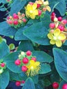 The flowering plant called Hypericum Miracle Attraction Royalty Free Stock Photo