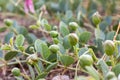 Flowering plant Capparis spinosa. Crocus buds with green leaves. Vegetable culture: unblown flower buds are pickled Royalty Free Stock Photo