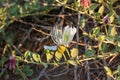 Flowering plant Capparis spinosa. White flowers and buds with green leaves. Vegetable culture: unblown flower buds are Royalty Free Stock Photo