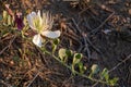 Flowering plant Capparis spinosa. White flowers and buds with green leaves. Vegetable culture: unblown flower buds are Royalty Free Stock Photo