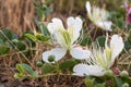 Flowering plant Capparis spinosa. White flowers and buds with green leaves. Vegetable culture: unblown flower buds are Royalty Free Stock Photo