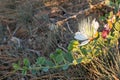 Flowering plant Capparis spinosa. White flowers and buds with green leaves. Vegetable culture: unblown flower buds are Royalty Free Stock Photo