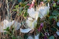 Flowering plant Capparis spinosa. White flowers and buds with green leaves. Vegetable culture: unblown flower buds are Royalty Free Stock Photo