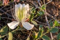 Flowering plant Capparis spinosa. White flowers and buds with green leaves. Vegetable culture: unblown flower buds are Royalty Free Stock Photo