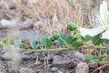 Flowering plant Capparis spinosa. White flowers and buds with green leaves. Vegetable culture: unblown flower buds are Royalty Free Stock Photo