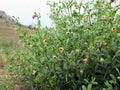 Medicinal herbaceous plant Common green leaf Zygophyllum fabago, with beautiful orange-green buds and succulent round leaves, bl