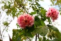 Flowering plant of Dombeya wallichii with hanging pink flower clusters on a branch. Shrub of the family Malvaceae