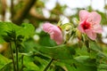 Flowering plant of Dombeya wallichii with hanging pink flower clusters on a branch. Shrub of the family Malvaceae