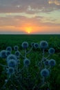 Flowering plant Echinops against the sunset.