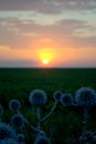 Flowering plant Echinops against the sunset.