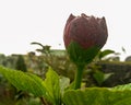 flowering plant growing in the garden infected with small parasites, black ants and pests preying, damaging agricultural fields