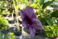 a flowering plant in the Hibisceae tribe of the family Malvaceae