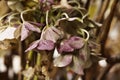 Flowering plant of hydrangea , hortensia Royalty Free Stock Photo