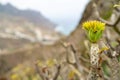 Flowering plant Kleinia neriifolia.