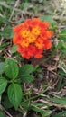 Flowering plant lantana flower