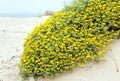 Flowering plant Lotus creticus on beach. Royalty Free Stock Photo