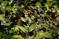 Flowering plant of Mahonia x media.