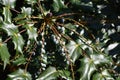 Flowering plant of Mahonia x media.