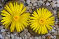 Flowering plant Mesembs (Lithops fulviceps) South African plant from Namibia Royalty Free Stock Photo