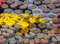 Flowering plant Mesembs (Lithops sp.) South African plant from Namibia Royalty Free Stock Photo