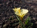 Flowering plant Narcissus romieuxii `Julia Jane` - distinctive, early-flowering daffodil with the flowers with narrow perianth