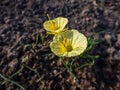 Flowering plant Narcissus romieuxii Julia Jane - distinctive, early-flowering daffodil with the flowers with narrow perianth