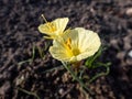 Narcissus romieuxii \'Julia Jane\' - distinctive, early-flowering daffodil with the flowers with narrow perianth