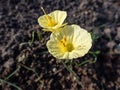 Narcissus romieuxii \'Julia Jane\' - distinctive, early-flowering daffodil with the flowers with narrow perianth